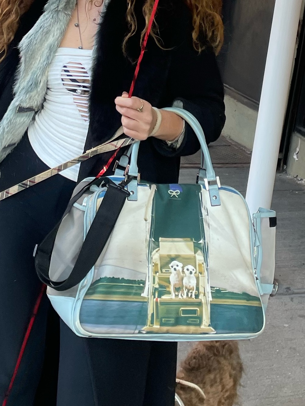 Designer Chihuahua flying private dog carrier